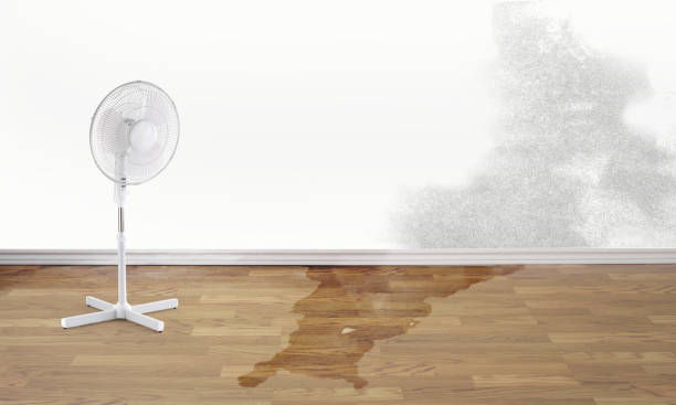 Best Water damage restoration mold remediation  in Fairmont, WV